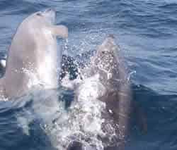 Tarifa-delfines